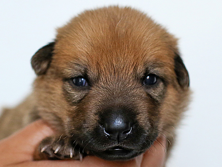 chinook puppy
